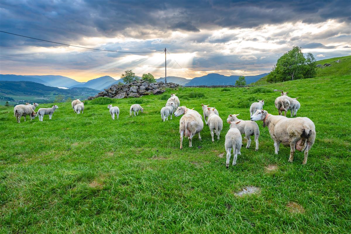 Sauer på beite - Klikk for stort bilde